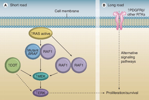 Figure 1. The short and long roads to PLX4032 resistance.(A) In cells expressing mutant BRAF, overexpression of RAF1 or activation of RAS due to N-RAS mutation results in the formation of BRAF–RAF1 heterodimers and/or RAF1–RAF1 homodimers, causing resistance to PLX4032. Alternatively, overexpression of COT results in RAF-independent activation of MEK and ERK, and thus resistance to PLX4032. In such cells, therefore, PLX4032 resistance is mediated by reactivation of the MAPK–ERK signaling pathway. (B) Another possibility is that activation of upstream RTKs such as PDGFRβ makes MEK activity redundant by triggering downstream effectors of cell transformation through parallel signaling pathways.PDGFRβ: PDGF receptor-βReproduced from Citation[4,5], with permission from Nature Publishing Group.