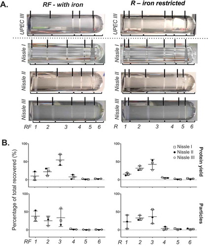 Figure 3. Fractionation of Nissle 1917 crude MVs by density gradient centrifugation. (a) Nissle I, II and III indicate three replicates prepared on different days. Density gradient fractionation of one crude MV preparation from UPEC 536 grown with (RF) and without (R) iron supplementation alongside three from Nissle 1917. Density gradient banding in the tubes have individual fractions bracketed and are labelled from low to high density with visible bands marked with lines. (b) Protein amount and particle count are graphed as a percentage per fraction of all recovered. Error bars are mean ± standard deviation.