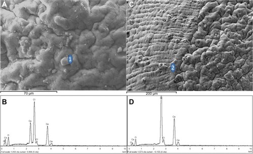 Figure 4 Energy-dispersive X-ray spectra of sodium alginate microcapsules’ surface.
