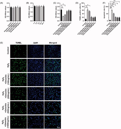 Figure 1. Omentin protected PC12 cell death against H2O2-induced apoptosis. (A,B) The effect of omentin on the viability of PC12 cells. The cells were incubated with different concentrations of omentin (100, 200, 500, and 1000 ng/mL) for 24 h, 1000 ng/mL omentin for different time (1, 2, 5, 12, and 24 h), respectively. (C–F) The protective effect of omentin on H2O2-induced injury. After preincubation with different dose of omentin for 24 h, PC12 cells were treated with 100 μM H2O2 for 4 h. Cell viability was assessed by CCK8 (C), and cell apoptosis rates were assessed by TUNEL assays (D–E) and flow cytometry (F). Data are expressed as mean ± SD (n = 3) (*p<.05; **p<.01).