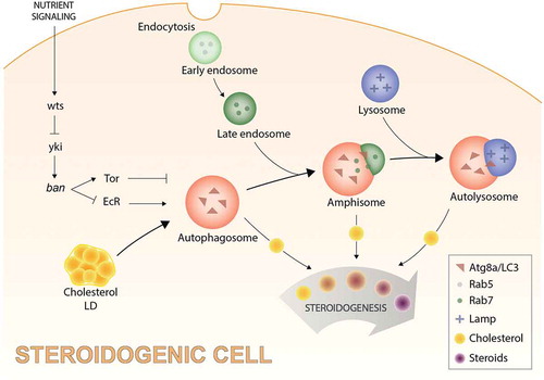 Figure 1. A proposed model illustrating autophagy-mediated cholesterol trafficking and its role in the regulation of steroid production. In the endocrine cells of the Drosophila prothoracic gland, nutritional signaling regulates steroidogenesis by controlling autophagy-dependent mobilization of lipid droplet (LD)-stored cholesterol into the steroid-biosynthetic pathway. Atg8a/LC3-positive (autophagic) vesicles sequester and traffic the steroid hormone precursor cholesterol for delivery to the steroid biosynthetic pathway. Atg8/LC3-mediated trafficking interacts with late endosomes and lysosomes by fusion, forming amphisomes (vesicles that are positive for Atg8a/LC3 as well as Rab7, a late endosomal marker), and autolysosomes (vesicles that are positive for Atg8a/LC3 as well as a lysosomal-associated membrane protein, Lamp, a lysosomal marker). This autophagy-mediated cholesterol trafficking mechanism is controlled by nutrient-dependent (insulin signaling) activation of the wts/Warts tumor-suppressor pathway, through regulation of the microRNA ban/bantam, by its downstream effector yki/Yorkie. This process is regulated by ban through its modulatory effects on Tor and ecdysone receptor (EcR) signaling, both of which control autophagy-mediated mobilization and trafficking of LD-cholesterol.