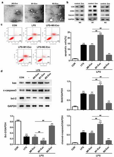Figure 2. M2 macrophage-derived exosomes alleviate the injury of LPS-treated podocytes. (a) Exosomes isolated from different macrophage subtypes were identified with transmission electron microscopy (TEM). (b) Western blot analysis of CD9, CD63 and TSG101 levels in macrophage-derived exosomes. (c) Apoptosis of podocytes determined by flow cytometric analysis. (d) Western blotting was performed to detect the expression of Bcl-2, Bax and cleaved caspase 3 in podocytes. LPS, lipopolysaccharide; Bcl-2, B-cell lymphoma-2; Bax, BCL2-Associated X; **P < 0.01 vs CON, ##P < 0.01.