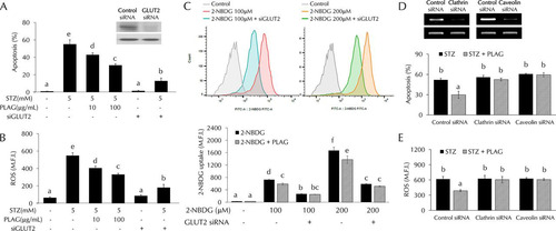 FIG 6 STZ effects in GLUT2-silenced cells. (A to C) Cell apoptosis (A), intracellular ROS generation (B), and glucose uptake (C) were analyzed by flow cytometry in GLUT2 siRNA-transfected cells. (D and E) Effect of PLAG on cell apoptosis (D) and ROS generation (E) in clathrin siRNA-transfected or caveolin siRNA-transfected cells. Statistical significance was determined by ANOVA (Tukey’s test). ANOVA results are shown as letters above columns. Means not sharing the same letter are statistically significantly different.