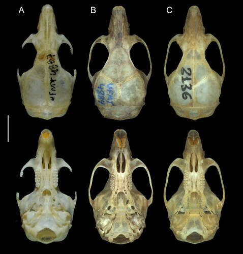 Figure 5. Dorsal and ventral views of the skull of A: Oecomys jamari sp. nov. (UFMT 4887, holotype); B: Oecomys bicolor (southern lineage; UFMT 4884) and C: Oecomys cleberi (north-central lineage; MSF2136). Scale: 5 mm.