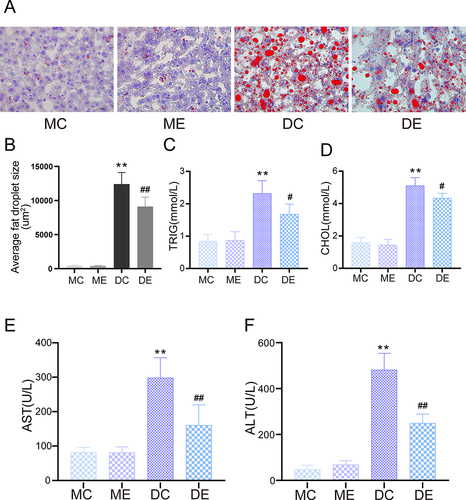 Figure 2 Protective effect of aerobic exercise on liver dysfunction and hepatic steatosis in diabetic mice. (A) Oil Red O staining for visualizing hepatocytic lipid droplets. (B) Average liver lipid droplet area. (C) Serum TRIG levels. (D) Serum CHOL levels. (E) Serum AST levels. (F) Serum ALT levels. The mean ± SD is shown in the graph for each group, n=10. Values are statistically significant at **p < 0.01 versus the MC group, #p < 0.05, ##p < 0.01 versus the DC group. MC: sedentary m/m mouse group, ME: m/m mice with aerobic exercise training group, DC: sedentary db/db mouse group, DE: db/db mice with aerobic exercise training group.