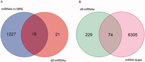 Figure 5. Venn results. (A) Venn result between dif-miRNAs and miRNAs in miRNA response elements (MRE). (B) Venn result between dif-mRNAs and mRNAs predicted as targets of miRNAs in the overlap in A.