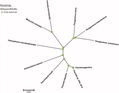 Figure 1. The phylogenetic tree of the 11 species from parasite species was constructed based on complete mitochondrial genome data. The analyzed species and corresponding Genebank accession numbers are as follows: Paragonimus westermani (AF219379.2), Paragonimus ohirai (KX765277.1), Opisthorchis felineus (EU921260.2), Metorchis orientalis (KT239342.1), Calicophoron microbothrioides (KR337555.1), Echinostoma caproni (AP017706.1), Fasciolopsis buski (KX169163.1), Fasciola hepatica (AF216697.1), Fasciola sp. GHL-2014 (KF543343.1), Fasciola gigantica (KF543342.1).