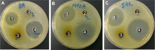 Figure 9 Antimicrobial activity of 1) kojic acid, 2) KA-CS-MNPs, and 3) KA-PEG-MNPs nanocomposites using an agar diffusion method against different microorganisms.Notes: (A) Bacillus subtilis, (B) methicillin-resistant Staphylococcus aureus, and (C) Salmonella choleraesuis showing the antimicrobial activity of 1), whereby 2) showed some and 3) lacked antimicrobial activity as compared to control antibiotics 4).Abbreviations: KA-CS-MNPs, kojic acid-chitosan-iron oxide nanoparticles; KA-PEG-MNPs, kojic acid-chitosan-iron oxide nanoparticles.