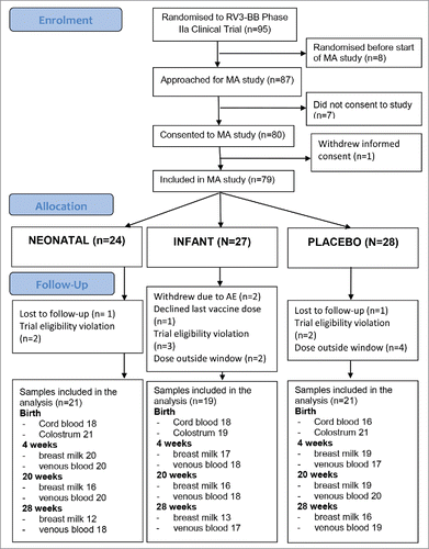 Figure 1. Flow diagram of participants in the phase IIa study and the Maternal Antibodies Study.