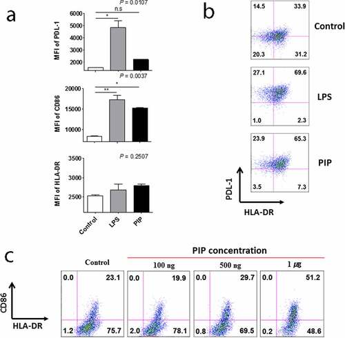 Figure 4. Effect of prolactin-induced protein (PIP) on DC maturation. (a). Expression of HLA-DR, CD86, and PDL-1 on the surface of DCs matured by 1 µg each of LPS and PIP (n = 3). (b). FACS profile of mature DCs. (c). Dose-dependent dendritic cell maturation effect of PIP. The maturation of immature DCs was assessed by FACS analysis of the expression levels of PDL-1, CD86, and HLA-DR on DC surfaces. *p < 0.05; **p < 0.001. Results are representative of three independent experiments. Error bars indicate means ± SD