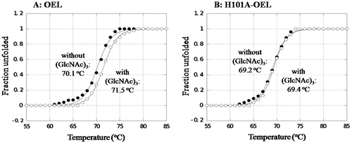 Fig. 5. Thermal unfolding curves of OEL (A) and H101A-OEL (B) in the absence or presence of 5 mM of (GlcNAc)3.