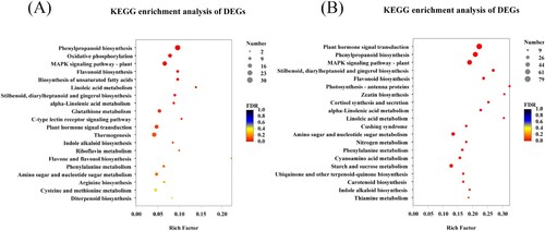Figure 4. The KEGG enrichment of DEGs in sugarcane varieties GT11 (a) and B8 (b). The rich factor is the ratio of the number of DEGs enriched in the pathway to the number of annotated DEGs. The vertical axis shows the pathway's name, while the horizontal axis represents the rich factor. The degree of enrichment increases as the rich factor rises. The color of the point correlates to different Q value ranges, and the size of the point represents the number of genes in the pathway. This figure shows the enrichment result of the top 20 (p-value <.5).