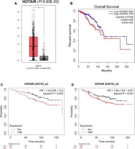 Figure 5 The expression and prognostic values of lncRNAs from mRNA-miRNA-lncRNA regulatory network. (A) The expression level of HOTAIR validated in GEPIA database (P=5.93E-33). The overexpression of HOTAIR was related to worse OS in breast cancer patients (B) (P=0.038), lightly related to worse OS in ER-positive patients (C) (P=0.052) and related to worse RFS in breast cancer patients with following systemic treatment (endocrine therapy) (D) (P=0.041) in Kaplan-Meier plotter databases.