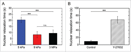 Figure 5. Dynamics of nuclear relaxation. Evolution of the characteristic nuclear relaxation time as a function of (A) the matrix stiffness (E = 5 kPa n = 5, 9 kPa n = 6 and 3 MPa n = 7) and (B) a Y-27632 treatment that affects the actomyosin contractility (control cells: n = 7 and Y-27632 treated cells: n = 5). Data are expressed as mean ± SD, **p < 0.01 and n.s. non significant.