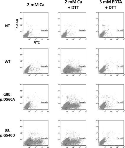 Figure 2. Flow cytometry analysis of fibrinogen binding to transfected cells. Untransfected cells (NT) and transiently transfected HEK-293 cells expressing the WT or the αIIb:p.Asp560Ala or the β3:p.Gly540Asp mutant αIIbβ3 were resuspended in Tyrode buffer containing either 2 mM Calcium or 3 mM EDTA. Cell samples were treated or not by 1 mM DTT to activate the binding capacity of the αIIbβ3 for soluble fibrinogen. After incubation with FITC conjugated fibrinogen, diluted cells were analyzed for fibrinogen binding by flow cytometry. The “Pos cell” gate allowed selecting live cells negative for the 7-AAD labeling.