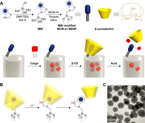 Figure 2 A graphical representation of the pH-responsive MSNP nanovalve.Notes: (A) Synthesis of the stalk, loading of the cargo, capping of the pore, and release of the cap under acidic conditions. The average nanopore diameter of the MSNP is ~2.2 nm and the periphery diameter of the secondary side of β-cyclodextrin is ~1.5 nm. Thus, for a cargo with a diameter >0.7 nm, a single nanovalve should be adequate to achieve effective pH-modulated release. (B) Details of the protonation of the stalk and release of the β-cyclodextrin. (C) TEM image of capped MSNP. The scale bar is 10 nm. Reprinted with permission from Meng H, Xue M, Xia T, et al. Autonomous in vitro anticancer drug release from mesoporous silica nanoparticles by pH-sensitive nanovalves. J Am Chem Soc. 2010;132(36):12690–12697. Copyright 2010 American Chemical Society.Citation59Abbreviations: TEM, transmission emission tomography; β-CD, β-cyclodextrin; MSNP, Mesoporous silica nanoparticle, MBI, 1-Methyl-1H-benzimidazole.