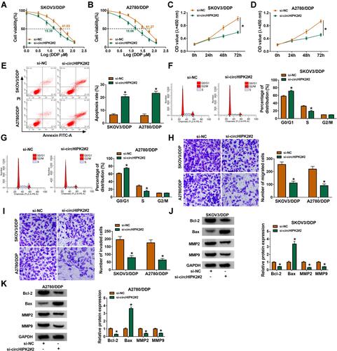 Figure 2 Role of circHIPK2 knockdown in DDP resistance and malignant behaviors of DDP-resistant OvCa cells in vitro. SKOV3/DDP and A2780/DDP cells were transfected with si-NC or si-circHIPK2#2. (A and B) CCK-8 assay measured IC50 of DDP by monitoring cell viability (%) after treatment of 1–120 μM DDP. (C and D) CCK-8 assay showed optical density (OD) values at 450 nm after transfection for 0–72 h. After transfection for 24 h, (E–G) FCM method examined apoptosis rate (%) and percentages of cell distribution in G0/G1, S and G2/M phases, (H and I) transwell assay evaluated numbers of migrated cells and invaded cells, and (J and K) Western blotting detected protein expression of Bcl-2, Bax, MMP2, and MMP9, normalized to GAPDH. *P<0.05. Data analysis was performed using two-way ANOVA followed with Tukey’s post-hoc analysis.