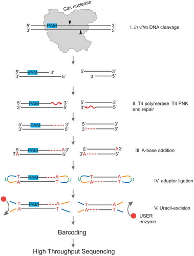 Figure 2. A workflow of sample preparation for determination of positions of DNA cleavage sites produced by Cas nucleases in vitro.The cleaved DNA fragments generated by Cas nuclease during in vitro DNA cleavage reaction (Step I) are blunted using T4 PNK and T4 DNA polymerase (Step II). A-base is added to 3ʹ ends (Step III) for further ligation of Illumina NEBNext sequencing adaptors containing uridine (Step IV). Uridines are cleaved out using the NEB USER enzyme, which combines uracil DNA glycosylase and endonuclease VIII activity. Next, the samples are barcoded to produce DNA libraries ready for high throughput sequencing.