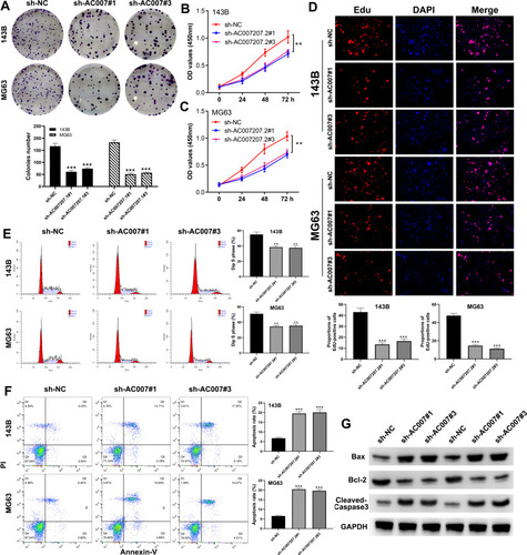 Figure 3 AC007207.2 facilitate proliferation and inhibit apoptosis in OS cell lines.