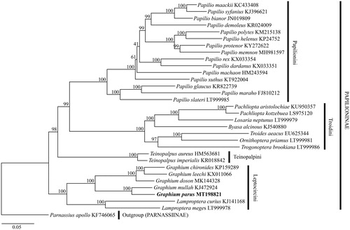 Figure 1. Maximum likelihood (ML) phylogenetic tree for Graphium (Pazala) parus (Nicéville, 1900) (marked with bold font) and other Papilioninae. Node labels represent bootstrap support values.