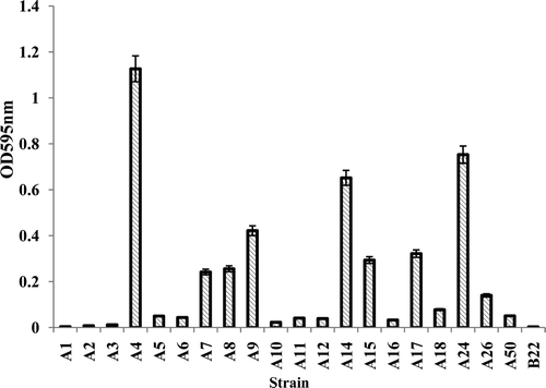 Figure 1. Biofilm forming ability of the isolates. The static biofilm formation method was used to determine the biofilm forming ability of the isolates and biofilm formation was quantified by crystal violet assay. The amount of crystal violet was measured at an absorbance of 595 nm. The X-axis gives the isolate number and the Y axis the OD at 595 nm.