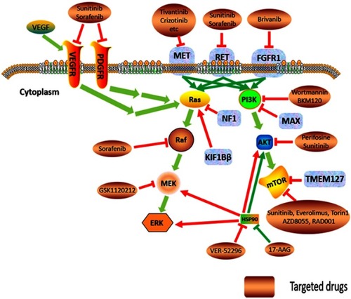 Figure 2 The increased kinase signal pathways, Cluster 2 genes, and their potential molecular-targeted medicines.Abbreviations: VEGF, vascular endothelial growth factor; VEGFR, vascular endothelial growth factor receptor; PDGF, platelet-derived growth factors receptor; MAX, myc-associated factor X; TMEM127, transmembrane protein 127; NF1, neurofibromin 1; KIF1Bβ, kinesin family member1B β; RET, rearranged during transfection proto-oncogene; FGFR1, fibroblast growth factor receptor 1; MET, MET proto-oncogene; PI3K, phosphatidylinositol 3-kinase; mTOR, mammalian target of rapamycin; MEK, MAPK/ERK kinase; ERK, extracellular regulated protein kinases; HSP, heat shock protein.