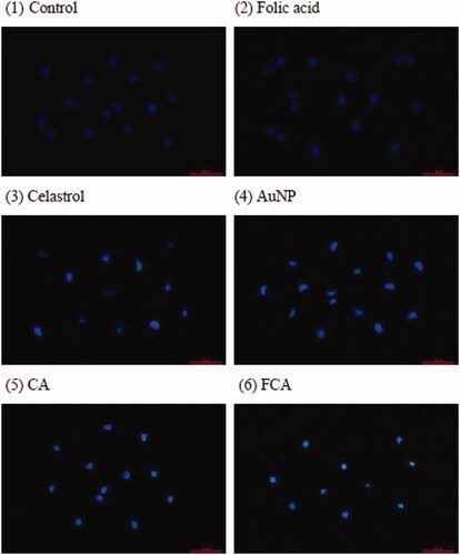 Figure 31. Nuclear staining with Hoechst 33342 staining in the breast cancer MCF-7 cells. (1) Control treatment group, (2) folic acid treatment group, (3) celastrol treatment group, (4) AuNP treatment group, (5) CA treatment group, and (6) FCA treatment group. Scale bars = 50 μm.