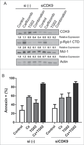 Figure 4. The decreased in Mcl-1 protein expression is not due to CDK9 inhibition. MM.1s cells were treated with siCDK9 or si (control) for 24 hours and then treated with carfilzomib, TG02 or the combination for an additional 24 hours. (A) Knockdown of siCDK9 was determined using protein gel blot and densitometry analysis. Relative expression, normalized to actin, of the indicated proteins are shown below the corresponding bands. (B) Cell death was determined via Annexin-V-FITC/PtdIns flow cytometry. Data are presented as mean +/− SEM of at least 3 independent experiments.