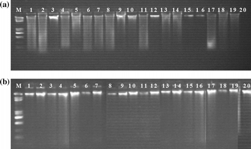 Fig. 1 Electrophorèse d’ADN génomique de Stipa lagascae sur gel d’agarose 0,8%. (a): ADN extrait par la méthode CTAB 2%; et (b): ADN extrait par la méthode CTAB 3%. Légende: M: marqueur d’ADN (1 kb DNA ladder); 1 à 20: ADN génomique des 20 provenances illustrées dans le tableau I. Fig. 1. Electrophoresis of Stipa genomic DNA on 0.8% agarose gel. (a) DNA extracted by 2% CTAB method and (b): DNA extracted by 3% CTAB method. Legend: M: DNA marker (1Kb DNA ladder); 1-20: Stipa ecotypes genomic DNA illustrated in table I.