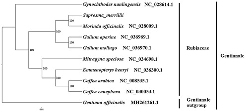 Figure1. The best ML phylogeny recovered from 10 complete plastome sequences by RAxML. Accession numbers: Saprosma merrillii (MK203879, this study), Emmenopterys henryi NC_036300.1, Galium mollugo NC_036970.1, Mitragyna speciosa NC_034698.1, Gynochthodes nanlingensis NC_028614.1, Morinda officinalis NC_028009.1, Coffea arabica NC_008535.1, Galium aparine NC_036969.1, Coffea canephora NC_030053.1, outgroup: Gentiana officinalis MH261261.1.