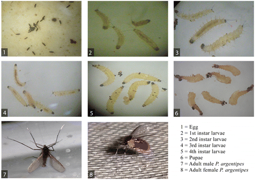 Figure 1 The life cycle of sand fly, Phlebotomus argentipes.