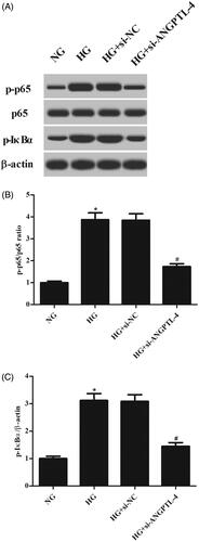 Figure 5. Knockdown of ANGPTL-4 inhibits HG-induced activation of NF-κB pathway in MCs. After indicated treatments, western blot analysis was performed to evaluate the expressions of NF-κB p65, p-p65, IκBα, and p-IκBα in MCs. *p < .05 compared with NG group; #p < .05 compared with HG + si-NC group.