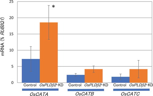 Figure 3. Accumulation of OsCATA, OsCATB, or OsCATC mRNA in the grains of the vector-control or OsPLDβ2-KD plants in HT growth conditions. Each plant was grown in a greenhouse, and after flowering they were grown in HT conditions. Total RNA was extracted from the grains at 10 DAF. The values were standardized using the expression levels of a rice polyubiqutin gene (RUBIQ1). Values represent the average of triplicate experiments of three individual plants, and the error bars indicate SD. The symbol indicates a significant difference from the control at the 0.05% level.