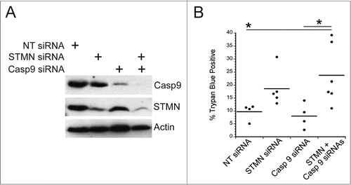 Figure 7. Initiator caspase 9 is not required for cell death in stathmin-deleted Hela cells. (A) Western blot demonstrating knockdown of caspase 9 alone or in combination with stathmin depletion. Tubulin was used as a loading control. (B) Percent trypan blue positive cells for the indicated conditions measured 48 hr after transfection. * denotes P < 0.05.