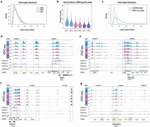 Figure 2. Chromatin signatures in neuronal cells of the mouse brain. ATAC-seq peak height (a) and Read number in MED-specific peaks (b) for MED, HEX, and LN2 condition. c. Average peak height in all MED peaks vs. MED-only peaks. Chromatin accessibility (ATAC-seq) profiles of Egr1 (d), Slc1a2 (e), Kcnv1 (f), and Cacna1c (g) in mouse cortical neuronal cells, shown in duplicates for each condition. Histone modification ChIP-seq tracks (H3K4me3, H3K27ac, H3K4me1, H3K27me3) for all four genes are derived from postnatal 0 day mouse forebrain bulk tissue, generated by the Mouse ENCODE project. MED neuronal nuclei, blue; HEX neuronal nuclei, pink; LN2 neuronal nuclei, purple; ENCODE bulk brain tissue, grey. Note: grey dashed boxes show putative enhancers and purple dashed boxes show promoters. The black arrow by each gene signifies the direction of transcription.