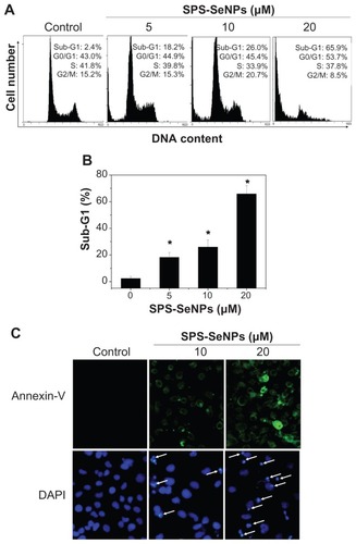 Figure 8 Induction of apoptosis by selenium nanoparticles functionalized by Spirulina polysaccharide. (A) Flow cytometric analysis of cell cycle distribution of A375 cells treated for 24 hours. (B) Quantitative analysis of selenium nanoparticles functionalized by Spirulina polysaccharide induced apoptotic cell death by measuring the sub-G1 cell population. Significant difference between selenium nanoparticles functionalized by Spirulina polysaccharide treatment and control is indicated at P < 0.05 level. (C) Representative images of phosphatidylserine translocation (upper panel) and nuclear condensation (lower panel) in A375 cells exposed to selenium nanoparticles functionalized by Spirulina polysaccharide for 24 hours as examined by Annexin-V-FLUOS labeling assay (magnification 600×) and 4′,6-diamidino-2-phenylindole staining assay (magnification 600×), respectively.Note: *P < 0.05.Abbreviations: DAPI, 4′,6-diamidino-2-phenylindole; DNA, deoxyribonucleic acid; SPS-SeNPs, selenium nanoparticles functionalized by Spirulina polysaccharide.