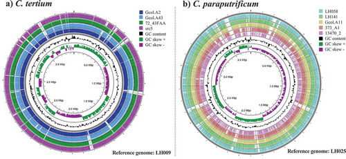 Figure 2. Intra-taxa comparisons of the complete genome sequences for (a) C. tertium and (b) C. paraputrificum. Analyses were developed in the CGview server [Citation57]. The genome with the biggest size was selected as the reference for each species. Regions in white correspond to variable areas between genomes. Colors were assigned to the outer rings when sequences were found that each had a BLAST identity cutoff of 0.6, for the pairwise comparisons against the “reference genome”.