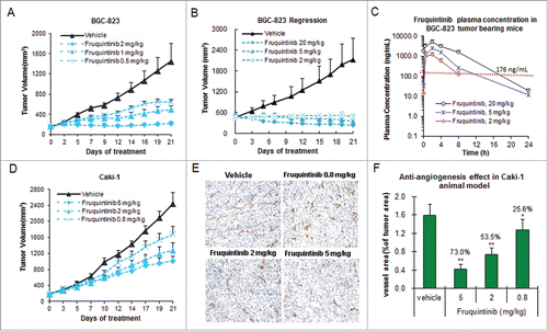 Figure 5. Fruquintinib inhibited BGC-823 and Caki-1 tumor growth and anti-angiogenesis in tumor tissues. (A) Dose-dependent tumor growth inhibition in BGC-823 tumor following once daily oral treatment of fruquintinib at 0.5, 1 and 2 mg/kg. (B) Anti-tumor effect of fruquintinib at 2, 5 and 20 mg/kg in BGC-823. BGC-823 tumor was regressed by fruquintinib at 5 and 20 mg/kg. (C) Plasma exposures of fruquintinib at 2, 5 and 20 mg/kg in BGC-823 tumor bearing mice following consecutive oral daily dosing. The red line indicated the plasma EC85 for p-KDR inhibition in nude mouse. (D) Dose-dependent tumor growth inhibition in Caki-1 tumor model. (E) CD31 immunohistochemistry staining in Caki-1 xenografts. The pictures were taken at 200× magnification under microscope. Vascular vessels were stained as brown, representing the tumor angiogenesis. (E) Semi-quantification of IHC image. The percentage of CD31 positive area to tumor area was analyzed with NIKON BR-3.0 software. *P < 0.05, **P < 0.01 compared with vehicle group.