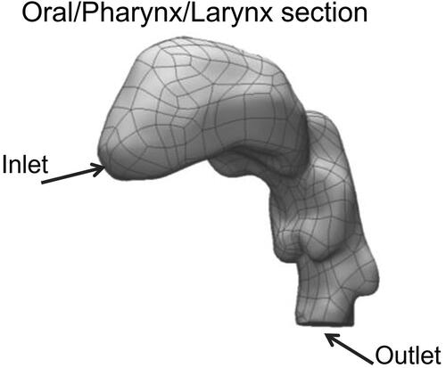 Figure 1. Geometry of model upper respiratory tract including the oral cavity, pharynx and larynx obtained from the CT scan of a 28 year old, healthy human Caucasian male, 80 kg body weight and 1.81 m tall.