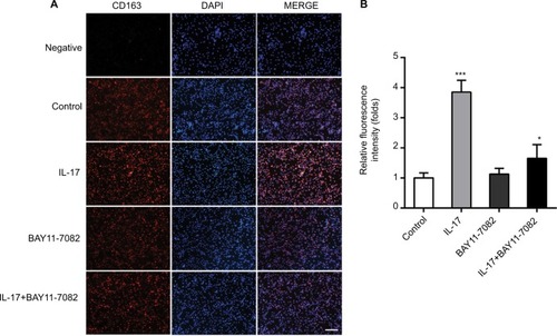 Figure 3 BAY11-7082 inhibits IL-17-induced expression of CD163.Notes: (A) Immunofluorescence assays showed that IL-17 (100 ng/mL for 48 hours) significantly elevated the expression of CD163 in THP-1-derived macrophages. However, the expression of CD163 was decreased if the NF-κB activity was blocked by BAY11-7082. Scale bar represents 0.1 mm. (B) Bar graph depicts the relative fluorescence intensity of CD163. The data shown represent mean±SD (n=3 per group, *P<0.05 and ***P<0.001).Abbreviations: DAPI, 40,6-diamidino-2-phenylindole; IL, interleukin; NF-κB, nuclear factor kappa B.