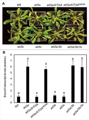 Figure 6. Functional analysis of ATI3 genes in plant resistance to B. cinerea. Six-wk-old Col-0 WT, ati3 single, double and triple mutants and ati3a mutant complemented with WT ATI3A and the mutant gene encoding ATI3AW260A were inoculated by spraying spore suspension at a density of 2.5 × 105 spores/mL and kept at high humidity. Photographs of representative plants were taken 4 d after inoculation (A). Total RNA was isolated from the plants 4 d after inoculation and the transcript levels of the B. cinerea actA gene were determined using qRT-PCR with the Arabidopsis AT3G18780/ACT2 gene as an internal control (B). Data represent means and standard errors (n = 5). According to Duncan's multiple range test (P = 0.05), means of B. cinerea actA gene transcript levels do not differ significantly if they are indicated with the same letter.
