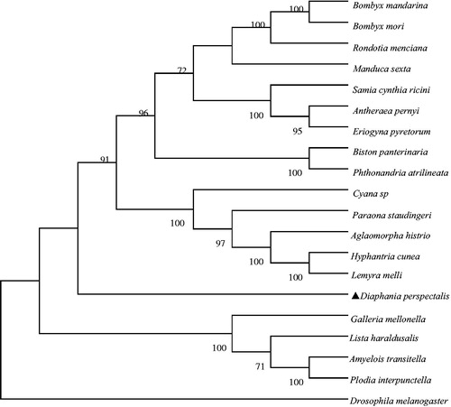 Figure 1. Maximum-likelihood tree of complete mitogenomes of D. perspectalis (GenBank accession: MH602288.) and 19 other species using Drosophila melanogaster as an outgroup. Number above each node indicates the ML bootstrap support values. All 20 species’ accession numbers are listed as below: B. mandarina AY301620, B. mori AB083339, R. menciana KC881286, M. sexta EU286785, S. cynthia ricini NC_017869, A. pernyi AY242996, E. pyretorum FJ685653, B. panterinaria NC_020004, P. atrilineata NC_010522, C. sp KM244679, P. staudingeri NC_037515, A. histrio NC_037512, H. cunea GU592049, L. melli NC_026692, D. perspectalis , G. mellonella NC_028532, L. haraldusalis NC_024535, A. transitella NC_028443, P. interpunctella KP729178, D. melanogaster U37541.