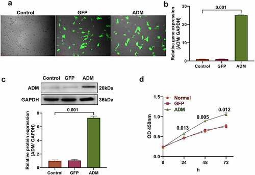 Figure 1. Construction of ADM-overexpressing dental pulp stem cells.