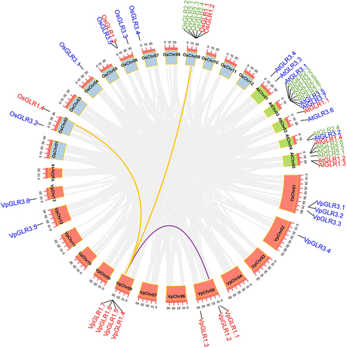 Figure 4. Genome-wide synteny analysis of GLRs between Vanilla planifolia, Oryza sativa, and Arabidopsis thaliana. GLRs and chromosomes from the different species were indicated by the different colors.