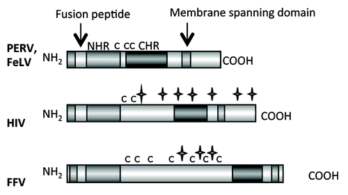 Figure 2. Main functional domains of the retroviral TM proteins (NHR - N-terminal helical region, C - C - Cys-Cys-loop, CHR - C-terminal helical region). The TM proteins of PERV, FeLV, HIV and FFV are presented. C indicates a cysteine, a star indicates a potential N-linked glycosylation site.