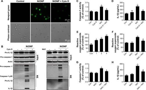 Figure 7 NiONP-induced NLRP3 inflammasome activation requires phagocytosis and ROS production.Notes: (A) Newport Green fluorescence indicating intracellular ionic nickel after 12 hours of exposure to NiONPs. (B) The pro-caspase-1, pro-IL-1β, and processed caspase-1 and IL-1β expression levels, (C, G) caspase-1 activity, (D, H) IL-1β release, and (E, F) ROS production in macrophages stimulated (or not) with NiONPs in the presence (or not) of cytochalasin D or NAC. Data are presented as mean ± SEM from three independent experiments and are expressed as a percentage of the control, which was set at 100%. **P<0.01, *P<0.05 compared with the control group, and #P<0.05 compared with the NiONP group.Abbreviations: IL, interleukin; NAC, N-acetylcysteine; NiONP, nickel oxide nanoparticle; ROS, reactive oxygen species; SEM, standard error of the mean; SN, supernatant.