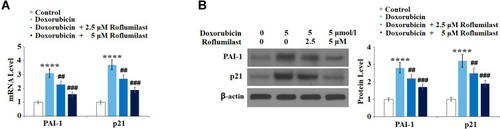 Figure 7 Roflumilast prevents Doxorubicin-induced expressions of PAI-1 and p21 in H9c2 cardiac cells. Cells were treated with 5 μmol/l Doxorubicin in the presence or absence of Roflumilast (2.5, 5 μM) for 24 hours. (A) mRNA of PAI-1 and p21; (B) Protein of PAI-1 and p21 (****P<0.0001 vs vehicle control; ##, ###P<0.01, 0.001 vs Doxorubicin treatment).
