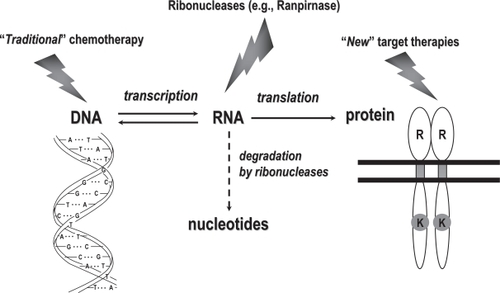 Figure 1 Anticancer agents usually target either DNA or proteins endowed with receptor and/or signal transduction properties. However, RNA, which is in between DNA and proteins, could also be targeted effectively by specific anticancer drugs such as ranpirnase.