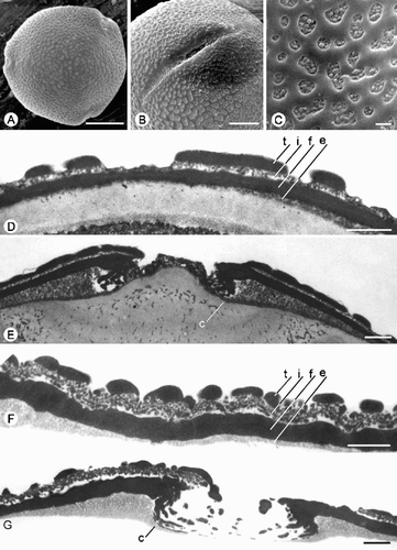 Fig. 5. Trichosanthes pollen. A–G. Subtype 4.2. A, D & E. T. villosa : (A) Polar view, SEM; (D) TEM of exine, showing tectum (t), granular infratectum (i), foot layer (f) and endexine (e); (E) TEM of aperture, showing costa (c). B. T. kerrii: Equatorial view, SEM. C. T. ishigakiensis; reticulate ornamentation, SEM. F, G. T. truncata (Maxwell 93‐946): (F) TEM of exine, showing tectum (t), rather thick granular infratectum (i), foot layer (f) and endexine (e); (G) TEM of aperture, showing costa (c). Scale bars – 10 µm (A); 5 µm (B); 1 µm (C–G).