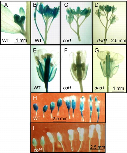 Figure 2. GUS activity in floral organs of transgenic A. thaliana plants. GUS activity derived from pAtHPL::GUS in floral organs of wild-type (Col-0) Arabidopsis (A, B, E, H), coi1(C, F, I), and dad1 (D, G) was detected with GUS staining.